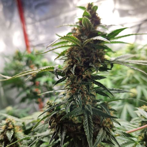 Autumn growlog timeline photo