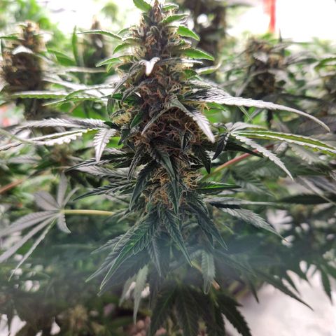 Autumn growlog timeline photo