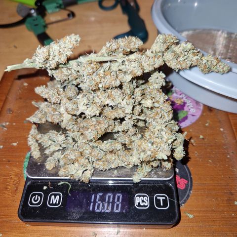Autumn growlog photo: 16. 08g total weight. Was stunted as first grow, over jutes, harvested early etc. All the noobie mistakes. Smokes well and definitely will try again with better lights and bigger pots. 