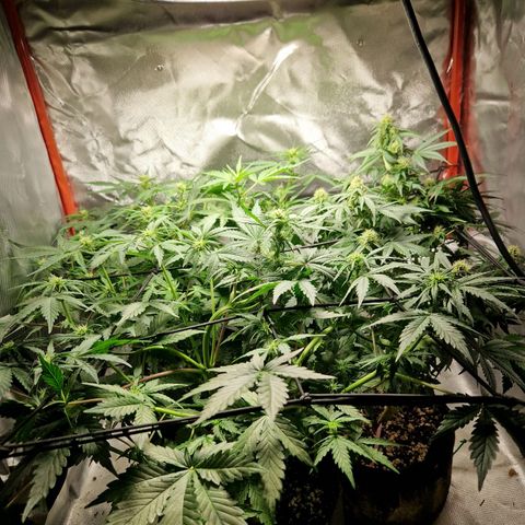 Camilla growlog timeline photo