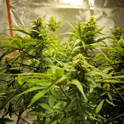 Camilla growlog timeline photo