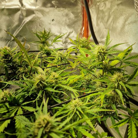 Brabara growlog timeline photo