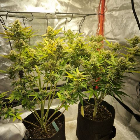 Camilla growlog timeline photo