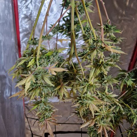Camilla growlog timeline photo