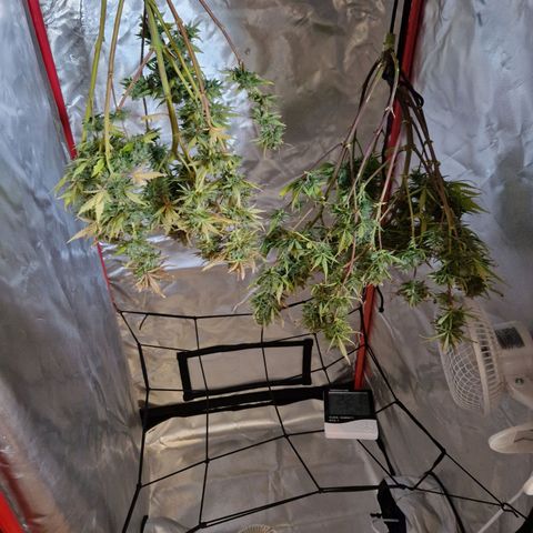 Brabara growlog timeline photo