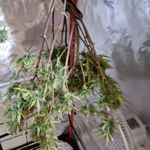 Brabara growlog timeline photo