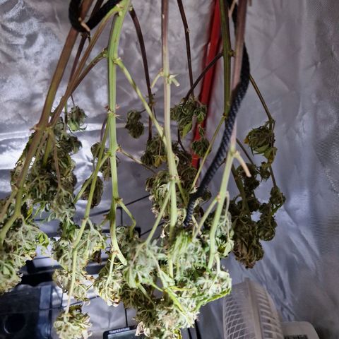 Brabara growlog timeline photo