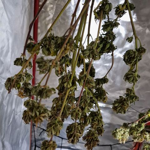 Camilla growlog timeline photo