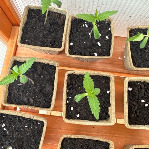 Wild Growth growlog timeline photo