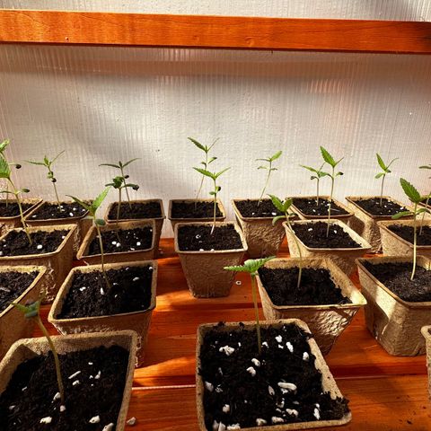 Wild Growth growlog timeline photo