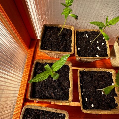 Wild Growth growlog timeline photo