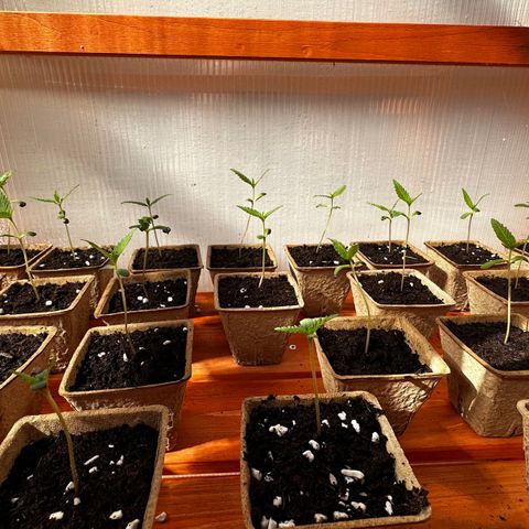 Wild Growth growlog timeline photo