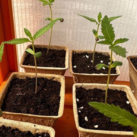 Wild Growth growlog timeline photo