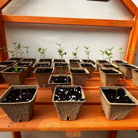 Wild Growth growlog timeline photo