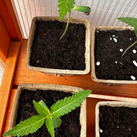 Wild Growth growlog timeline photo