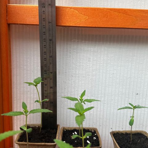 Wild Growth growlog timeline photo