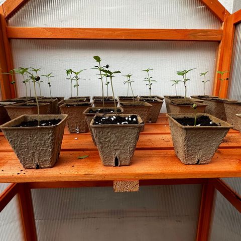 Wild Growth growlog timeline photo