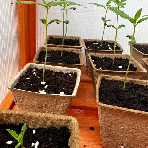 Wild Growth growlog timeline photo