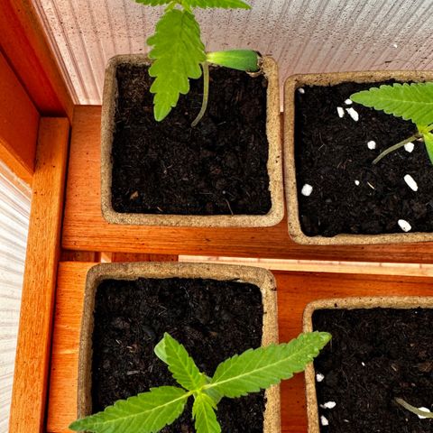 Wild Growth growlog timeline photo