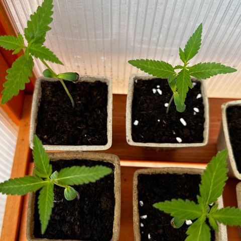 Wild Growth growlog timeline photo