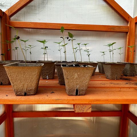 Wild Growth growlog timeline photo