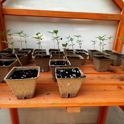 Wild Growth growlog timeline photo