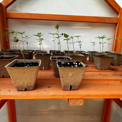 Wild Growth growlog timeline photo
