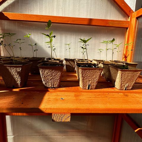 Wild Growth growlog timeline photo
