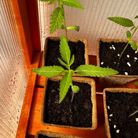 Wild Growth growlog timeline photo