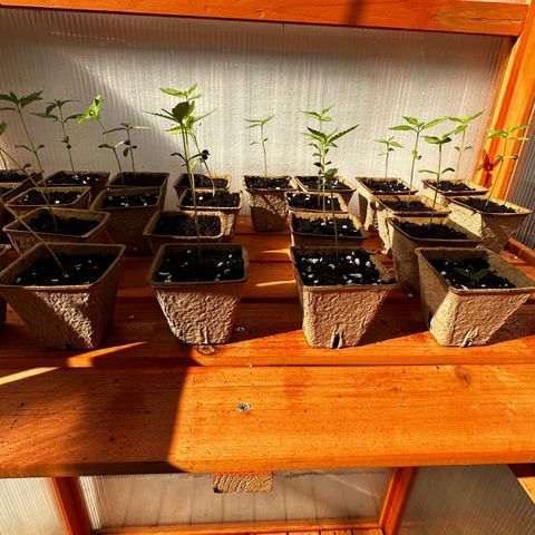 Wild Growth growlog timeline photo