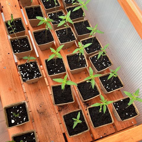 Wild Growth growlog timeline photo
