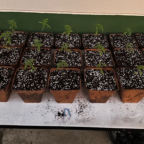 Wild Growth growlog timeline photo