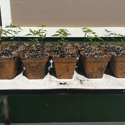 Wild Growth growlog timeline photo
