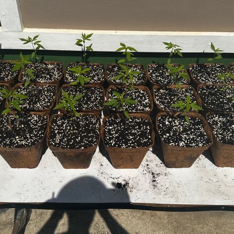 Wild Growth growlog timeline photo