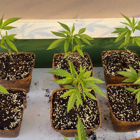 Wild Growth growlog timeline photo