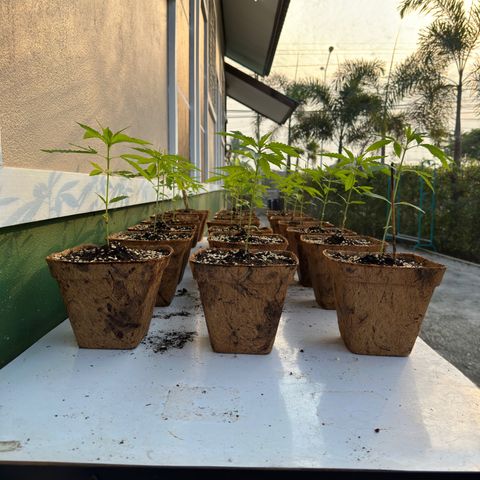 Wild Growth growlog timeline photo