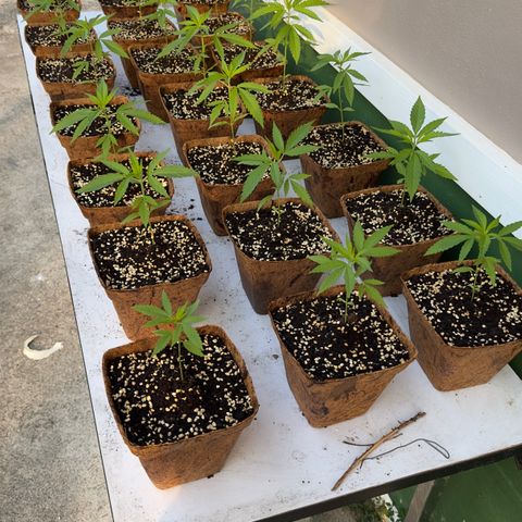 Wild Growth growlog timeline photo