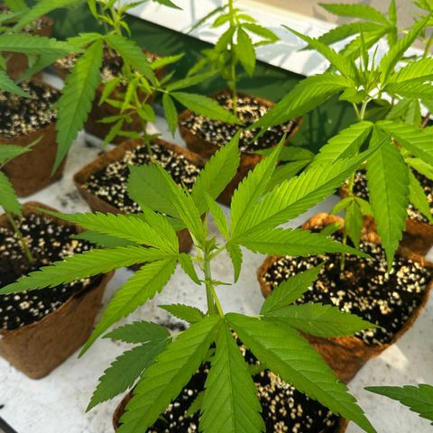Wild Growth growlog timeline photo