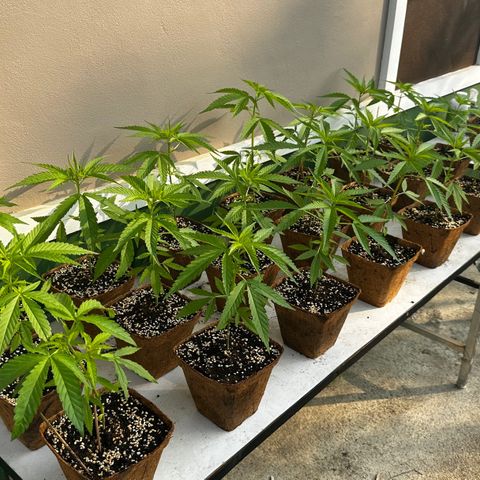 Wild Growth growlog timeline photo
