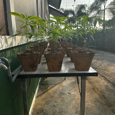 Wild Growth growlog timeline photo