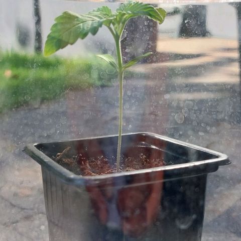Chocolate Haze growlog timeline photo