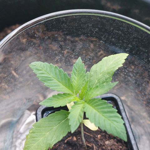 Chocolate Haze growlog timeline photo