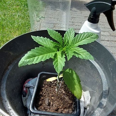 Chocolate Haze growlog timeline photo