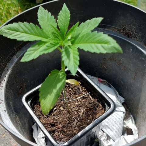 Chocolate Haze growlog timeline photo