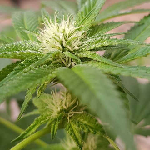 Chocolate Haze growlog timeline photo