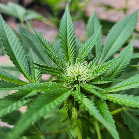 Chocolate Haze growlog timeline photo