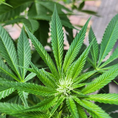 Chocolate Haze growlog timeline photo