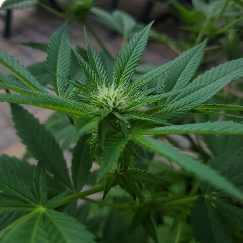 Chocolate Haze growlog timeline photo