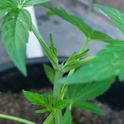 Chocolate Haze growlog photo: First time topping, was really scared i was gonna fuck it up but it worked out perfectly. Did it another 2 times after