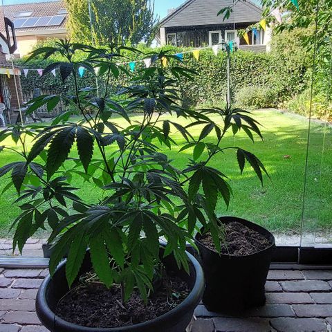 Chocolate Haze growlog timeline photo